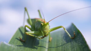 The Grasshopper – Symbolism, Spiritual Meaning  & Message