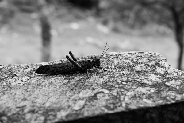 Black Grasshopper Meaning