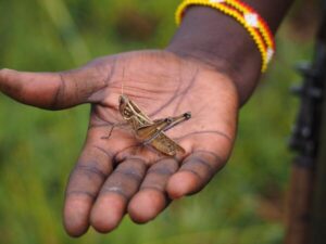 The Grasshopper - Symbolism, Spiritual Meaning & Message