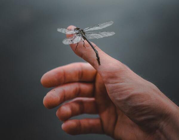 Dragonfly Landing on You Meaning