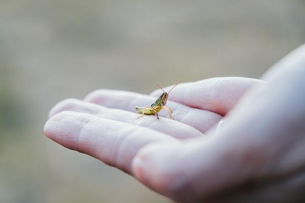 Grasshopper Landing on You Spiritual Meaning
