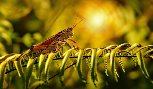 Grasshopper Spiritual Meaning