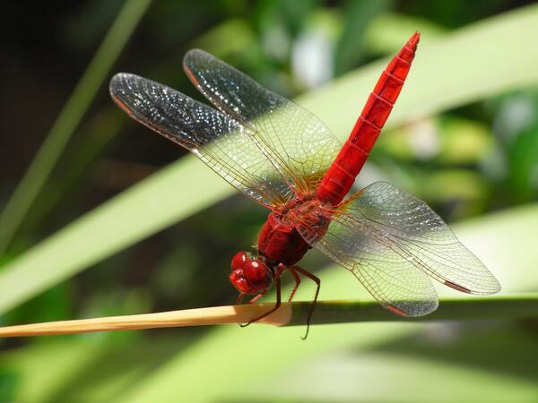 Red Dragonfly Meaning