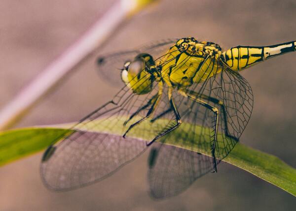 Yellow Dragonfly Meaning