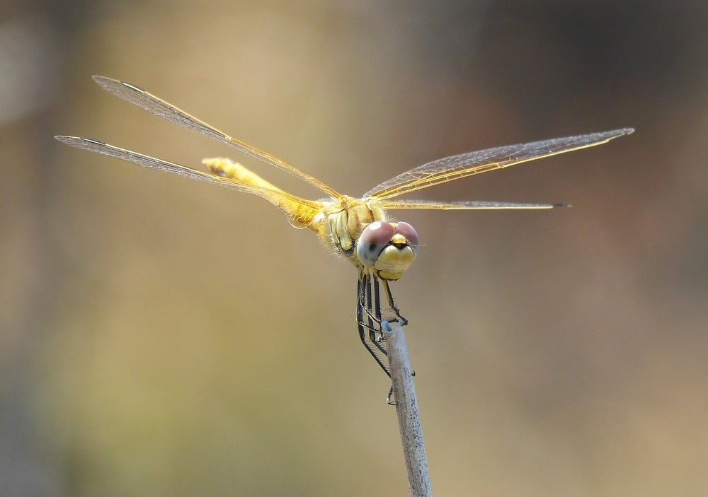 The Dragonfly - Spiritual Meaning, Symbolism & Message | Lightworkersnet