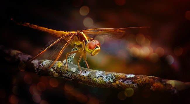 Dragonfly in a Dream