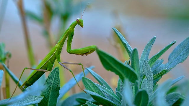 Green Praying Mantis Meaning