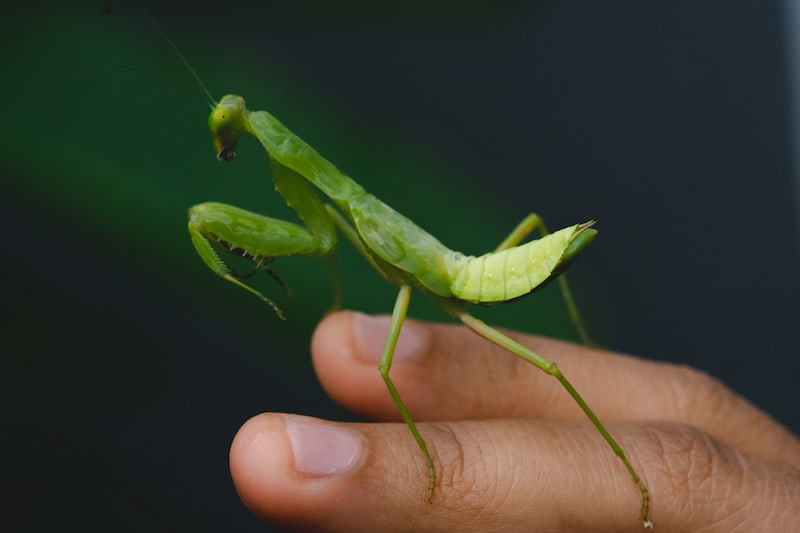 Praying Mantis Landing on You Spiritual Meaning