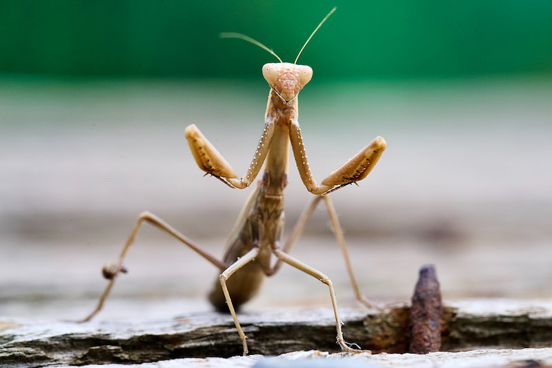 Questions to Ask Yourself When Seeing a Praying Mantis