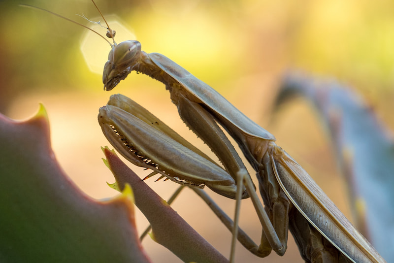 The Spiritual Meaning of the Praying Mantis